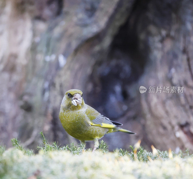 欧洲绿翅雀(Chloris Chloris)雄性